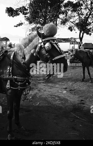 Cikancung, West Java, Indonesia - 23 Ottobre, 2022 : Foto in bianco e nero, Foto monocromatica di un cavallo in affitto ai visitatori Foto Stock