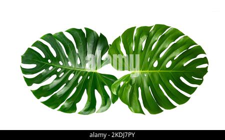 Foglie di monstera foglie con isolare su sfondo bianco lascia su bianco Foto Stock