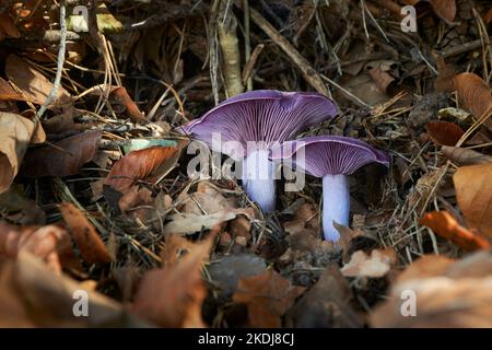 Lepista nuda funghi commestibili dal gusto eccellente comunemente conosciuto come legno blewit nella foresta autunnale. Slovacchia, Europa centrale. Foto Stock