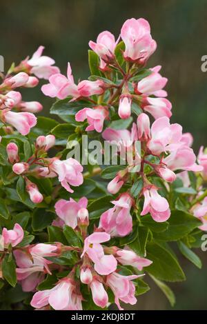 Escallonia "Apple Blossom" Foto Stock