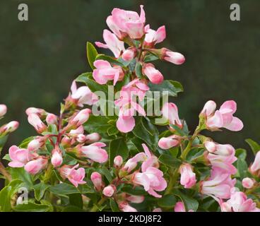 Escallonia "Apple Blossom" Foto Stock