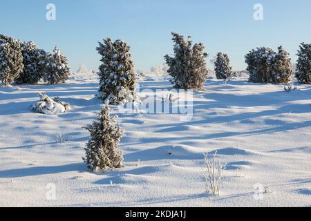 Cespugli di ginepro nel paesaggio invernale Foto Stock