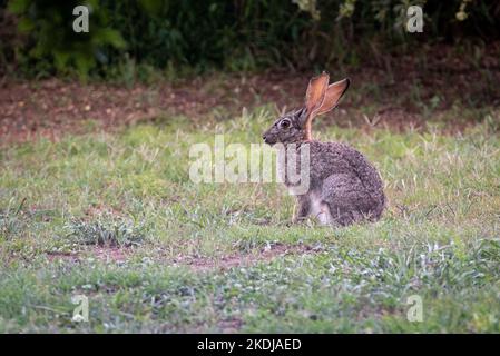 Lepre scrub (Lepus saxatilis) fotografata all'alba vicino Bedford, Sudafrica, novembre 2022. Foto Stock