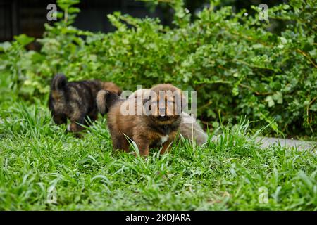 Little puppys Terranova, che corre intorno, giocando nel parco estivo su erba verde all'aperto. Foto Stock