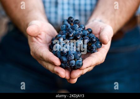 Questi sono cresciuti in un mazzo abbastanza succoso. Primo piano di un uomo che tiene un mazzo di uve. Foto Stock