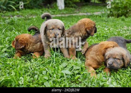 Little puppys Terranova, che corre intorno, giocando nel parco estivo su erba verde all'aperto. Foto Stock
