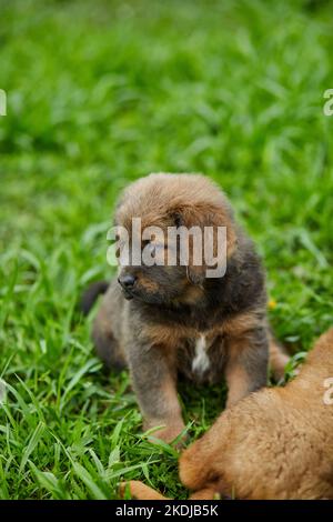 Little puppys Terranova, che corre intorno, giocando nel parco estivo su erba verde all'aperto. Foto Stock