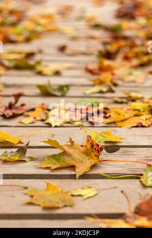 Le foglie autunnali giacciono su un sentiero in legno. Autunno sfondo. Foto Stock