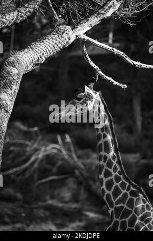 giraffe allunga la testa verso un ramo, fotografia in bianco e nero Foto Stock