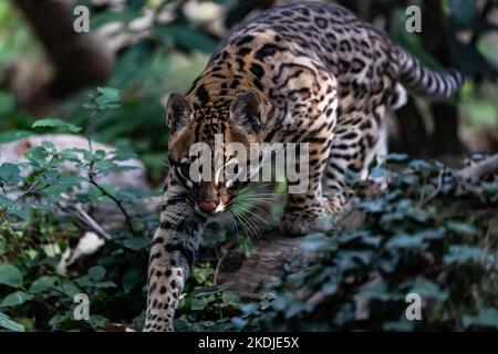 Ocelot a piedi in un percorso forestale Foto Stock