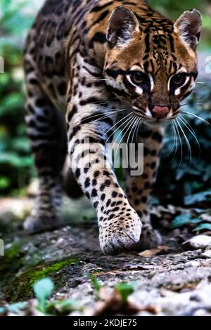 Ocelot a piedi in un percorso forestale Foto Stock