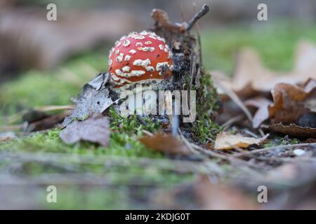 Sgabello al fondo di una foresta di conifere nel bosco. Fungo velenoso. Tappo rosso con macchie bianche. Primo piano dalla natura nella foresta Foto Stock