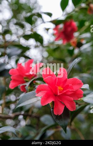 Camellia x williamsii 'Freedom Bell', Freedom Bell Camellia. I fiori sono cremisi e semi-doppi Foto Stock