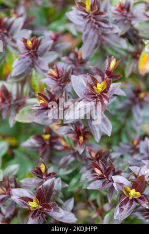 Hebe Midnight Sky, Garden Beauty Series, Veronica Lowten, Veronica Midnight Sky. Arbusto sempreverde lucido, foglie, che in inverno diventa viola-nero. Foto Stock