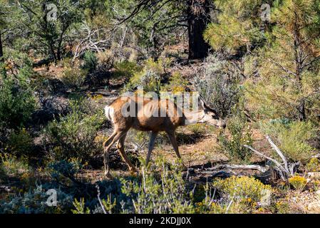 Cervi femmina che cammina tra le piante che crescono a Woodland Foto Stock