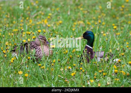 Una coppia amata di anatre. Storia d'amore Foto Stock