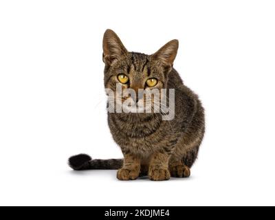 Bella casa di tabby marrone dorato gatto, che si posa in giù di fronte. Guardando direttamente alla fotocamera. Isolato su sfondo bianco. Foto Stock