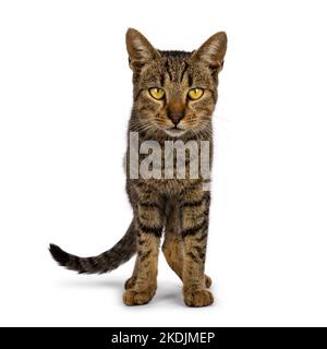 Bella casa di tabby marrone dorato gatto, in piedi di fronte. Guardando direttamente alla fotocamera con occhi gialli luminosi. Isolato su sfondo bianco. Foto Stock