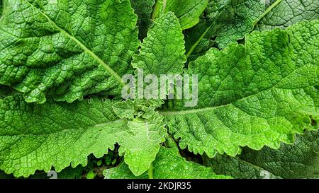 Piante verdi rustiche in estate. Camomilla e celandina, erba piccola. Carta da parati per lo sfondo e la costruzione. Sfondo verde. Foto Stock