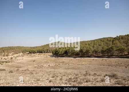 La foresta di Lahav, una foresta di pini piantati ai margini del deserto del Negev, Israele Foto Stock