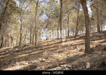 La foresta di Lahav, una foresta di pini piantati ai margini del deserto del Negev, Israele Foto Stock