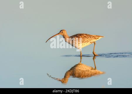 Numenius arquata, curlew, uccelli migratori wader in mezzo al lago alla ricerca di cibo, al tramonto, maiorca isole baleari spagna Foto Stock