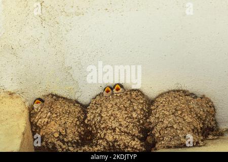 Primo piano fienile inghiottire pulcini nel nido sotto un tetto in città italiana. Hirundo rustica specie in Europa, Italia. Foto Stock