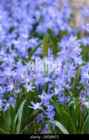 Scilla luciliae, Speta, gloria di Lucile della neve, Chionodoxa luciliae Bois. Fiori stellati, bianchi, blu brillante Foto Stock