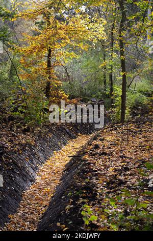 Paesaggio autunnale con alberi e un fosso nel parco Kralingse Bos a Rotterdam Foto Stock