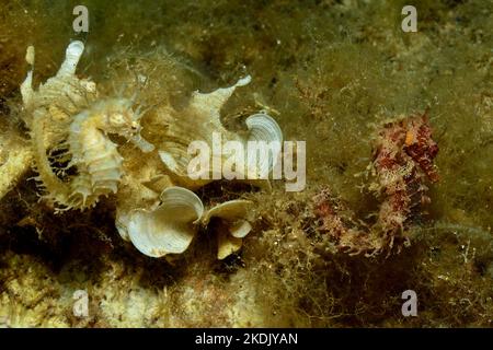 Ippocampus ramulosus, Langschnäuziges Seepferdchen, cavalluccio marino lungo, cavalluccio marino spinoso Foto Stock