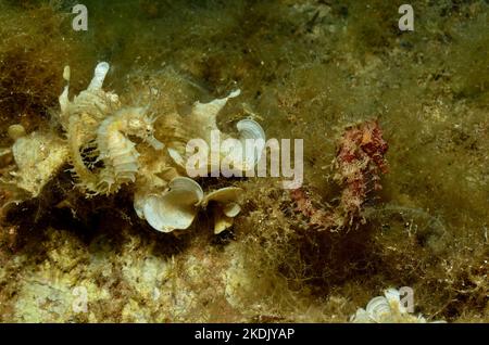 Ippocampus ramulosus, Langschnäuziges Seepferdchen, cavalluccio marino lungo, cavalluccio marino spinoso Foto Stock