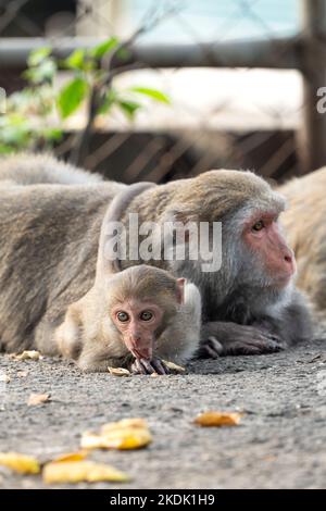 Il macaco selvatico di Formosan, la scimmia di roccia di Formosan anche chiamata macaco taiwanese a Taiwan stanno mangiando e si prendono cura di altri. Foto Stock