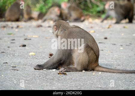 Il macaco selvatico di Formosan, la scimmia di roccia di Formosan anche chiamata macaco taiwanese a Taiwan stanno mangiando e si prendono cura di altri. Foto Stock