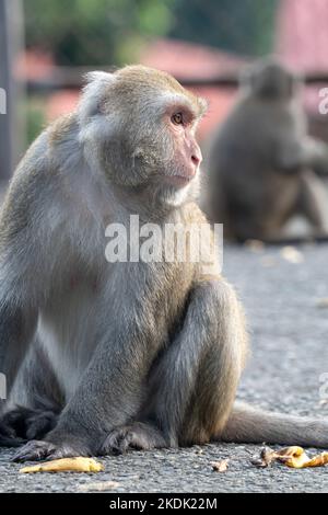 Il macaco selvatico di Formosan, la scimmia di roccia di Formosan anche chiamata macaco taiwanese a Taiwan stanno mangiando e si prendono cura di altri. Foto Stock