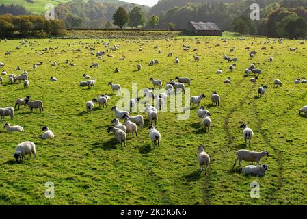 Lonk Sheep in a Field, Whitewell, Clitheroe, Lancashire, UK. Foto Stock