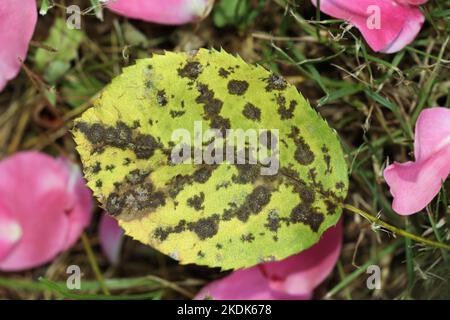La malattia rosa macchia nera causata dal fungo Diplocarpon rosae. Le macchie nere sulle foglie sono circolari con un bordo perforato. Immagine ravvicinata Foto Stock