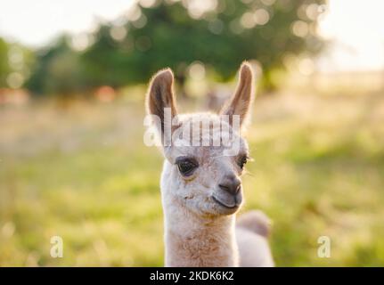 Bella scena fattoria all'alba con gruppo di alpaca grigia, marrone e nera a piedi e pascolo su collina erbosa retroilluminata al sorgere del sole con alberi sullo sfondo. Estate in campagna francese Foto Stock