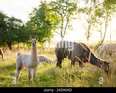 Bella scena fattoria all'alba con gruppo di alpaca grigia, marrone e nera a piedi e pascolo su collina erbosa retroilluminata al sorgere del sole con alberi sullo sfondo. Estate in campagna francese Foto Stock