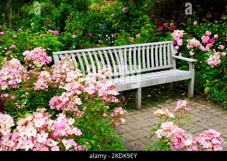 Panca patio in legno circondata da rose fiorite - John Gollop Foto Stock