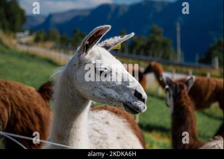 Fattoria lama in Norvegia con un fiordo sullo sfondo Foto Stock