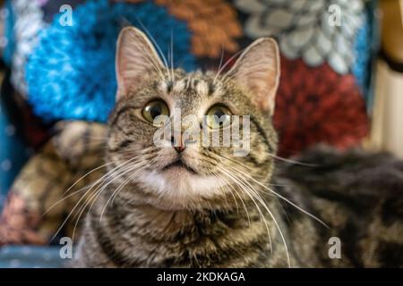 Ritratto di gatto a righe grigie primo piano con colorato cuscino dietro. Foto Stock