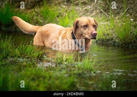 Fox Red Labrador in acqua fissando qualcosa di fuori immagine. L'acqua cade dal suo volto Foto Stock