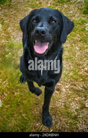 Labrador nero seduto e guardando la macchina fotografica presa nella foresta. Ha un volto molto felice e una zampa fuori terra Foto Stock