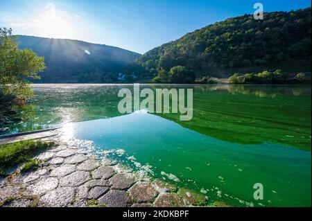Alghe blu-verdi o cianobatteri coprono completamente il fiume Mosel Foto Stock