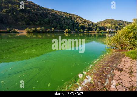 Strisce di alghe blu-verdi o cianobatteri trasformano il fiume Mosel verde Foto Stock