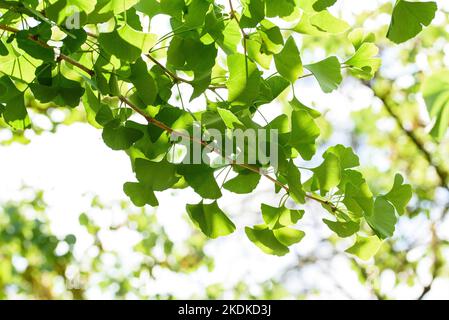 Ginkgo biloba ramo con foglie su sfondo sfocato Foto Stock