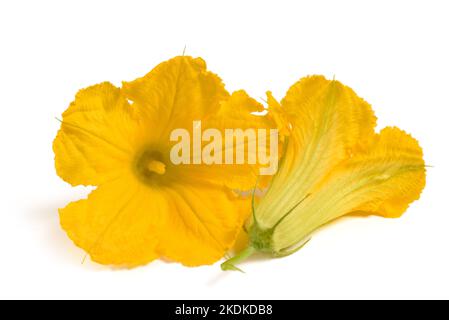 Squash blossom isolati su sfondo bianco Foto Stock