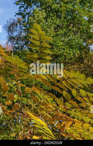 Albero Angelica giapponese con ampie foglie gialle, dorate e verdi illuminate da una bella luce solare autunnale. Foto Stock