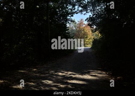 Strada all'ombra con alberi che incorniciano alberi illuminati dal sole Foto Stock