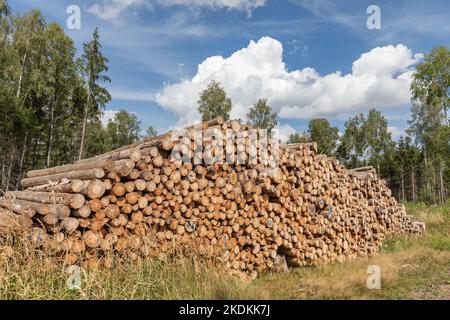 mucchio grande con tronchi nella foresta Foto Stock